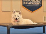 Un Esquimau Américain suit un stage d'éducation canine
