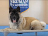 Un Akita Américain en stage d'éducation canine