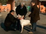 Chien sourd, maître à l'écoute - Partie 1