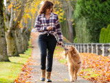 Un Golden Retriever marche au pied de sa maîtresse