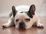 Un Bouledogue Français frustré boude allongé sur le parquet