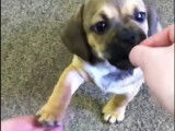 Un chiot Daug apprend à donner la patte