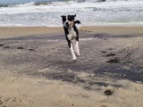 Le dressage d'un Border Beagle au bord de la mer