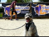 Un Shih-Poo suit un entrainement de dressage