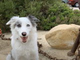 Un Border-Aussie prend des cours d'éducation canine