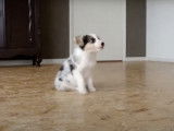 Un chiot Border Collie Britt apprend à exécuter des tours
