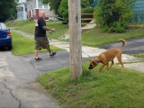Un chien Boxer Shepherd suit un programme de dressage