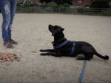Un chien Labrastaff suit un camp de dressage de quatre semaines