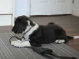 Le dressage d'un chien Sprollie