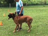 Ce chien Bullboxer apprend à écouter son maître