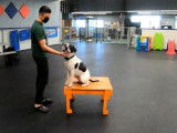 Le dressage d'un Pit Heeler