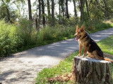 Le dressage d'un German Australian Shepherd
