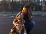La longue balade d'un German Australian Shepherd