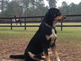 Le dressage d'un Rottsky