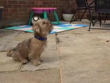 Le dressage d'un chien Shorkie