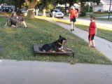 Le dressage d'un Texas Heeler