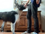 Ce Border Collie Britt se fait dresser