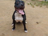 Le dressage de deux Bullypits