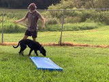 Le dressage d'une Labrador Corso