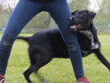 L'entraînement d'un Labrastaff