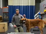 Un Saint Bermastiff suit des cours de dressage