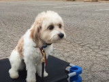Un Cavachon a une séance de dressage