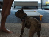 L'éducation d'un chiot Faux Frenchbo Bulldog