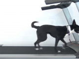 Un Border Collie Bull Staffy dans un camp d'entraînement