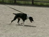 Le dressage d'un Border Collie Bull Staffy