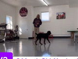 Le dressage d'un Airedoodle