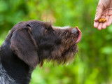 Un chien récompensé par son maître avec une friandise
