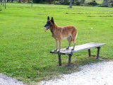 Une séance d'obéissance avec un Berger Malinois
