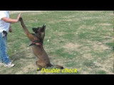 Séance d'obéissance avec un Malinois bien dressé