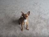 Un Chihuahua capable d'exécuter toutes sortes de tours