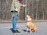 Un homme apprend à son chien à s'asseoir