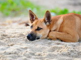 Pourquoi il ne faut pas laisser son chien errer seul ?