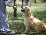 Comment bien éduquer son chien ?