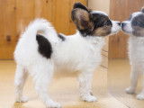 L'apprentissage par imitation chez le chien