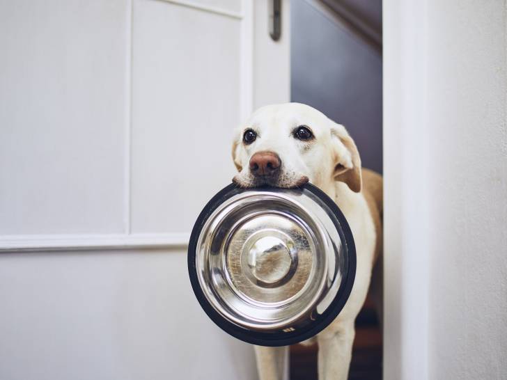 Faut-il faire manger son chien en même temps que soi, ou bien après ?
