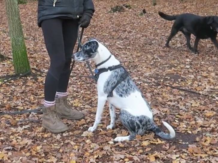 Le dressage de ce Bodacion lors d'une balade (vidéo)