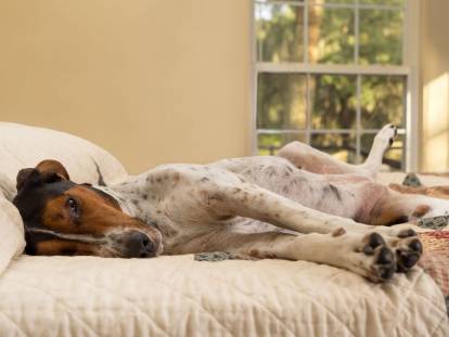 Faut-il autoriser son chien à monter sur le canapé ?