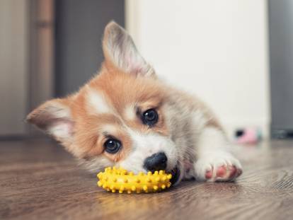 Apprendre son nom à un chiot