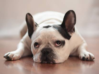 Un Bouledogue Français frustré boude allongé sur le parquet
