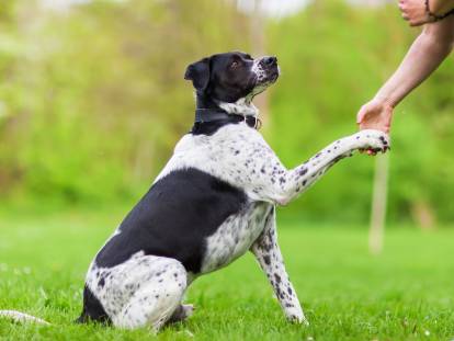 Un chien noir et blanc apprend à donner la patte