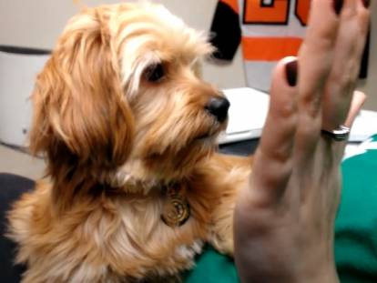 Un Schweenie tape dans la main de son ma&icirc;tre