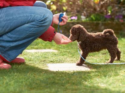 Clicker training pour chien : principe et exercices