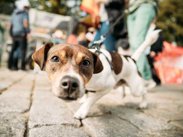 Comment contrôler les déplacements de son chien ?