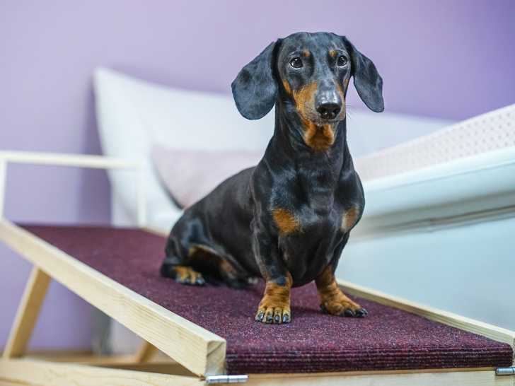 Faut-il laisser son chien s'asseoir en hauteur ?