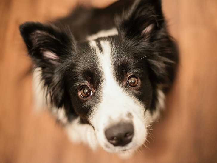 Faut-il laisser son chien prendre des décisions ?
