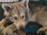 Les 12 premiers mois d'un Chien Loup de Saarloos